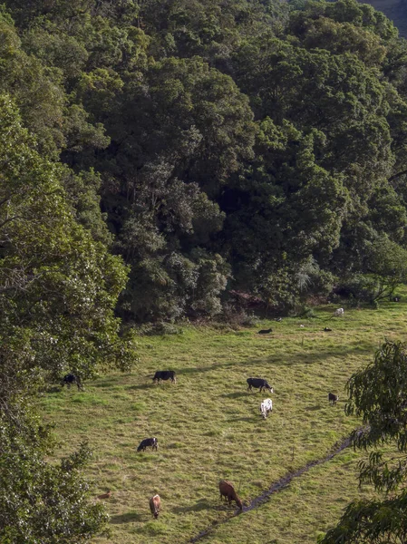 Некоторые Коровы Пасутся Пьют Воду Долине Центральных Горах Анд Колумбии — стоковое фото