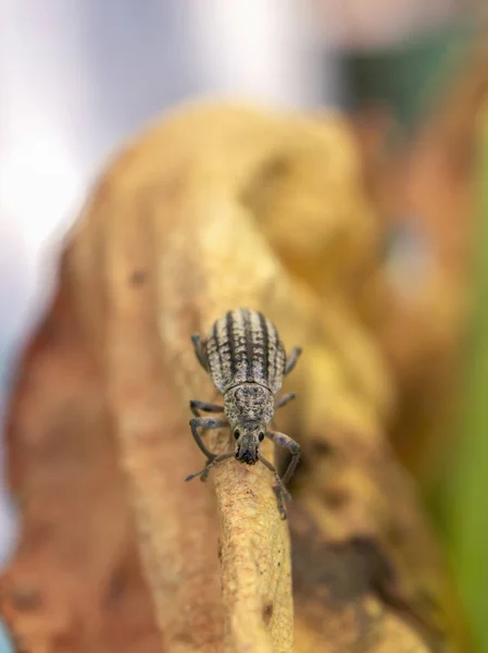 Fotografía Macro Gorgojo Hongos Rayados Caminando Borde Una Suculenta Hoja — Foto de Stock