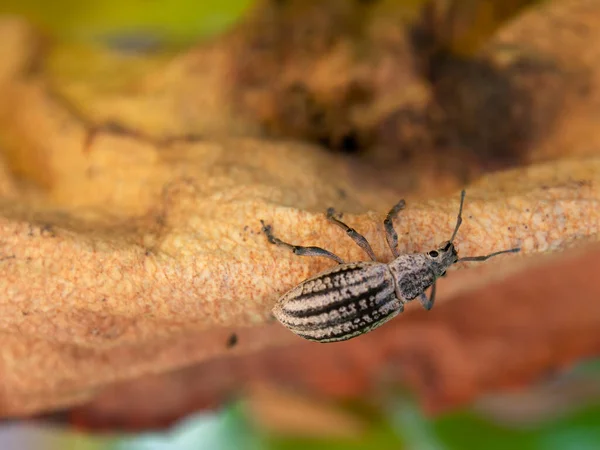 Fotografía Macro Gorgojo Hongos Rayados Caminando Borde Una Suculenta Hoja — Foto de Stock