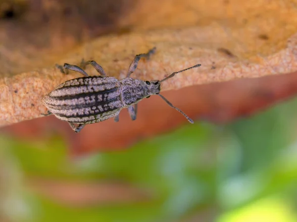 Fotografía Macro Gorgojo Hongos Rayados Caminando Borde Una Suculenta Hoja — Foto de Stock