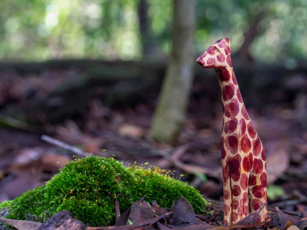 Figuras Animais Madeira Artesanais Fotografadas Ambientes Naturais Pôr Sol Uma — Fotografia de Stock