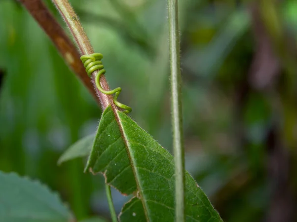 Fotografía Macro Una Planta Que Enrolla Zarcillos Alrededor Una Hoja — Foto de Stock