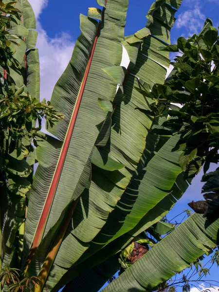 Banánnövény Levelek Napnyugtakor Kolumbia Középső Andok Hegyeiben Arcabuco Város Közelében — Stock Fotó