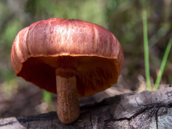 Fotografia Macro Cogumelo Ginópilo Amarelo Crescendo Tronco Morto Capturado Uma — Fotografia de Stock