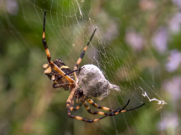 Fotografia Macro Uma Aranha Prata Com Uma Presa Embrulhada Sua — Fotografia de Stock