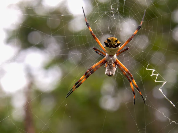 Makro Fotografie Stříbrného Argiopského Pavouka Kořistí Zabalenou Hedvábí Zachyceného Zahradě — Stock fotografie