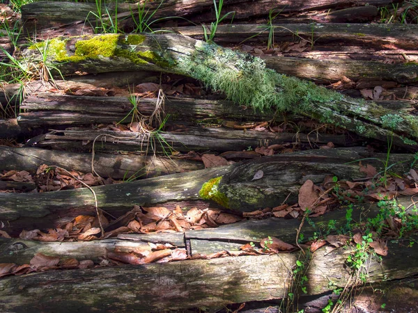 Fotografia Ravvicinata Alcuni Tronchi Marci Con Muschio Erba Catturati Una — Foto Stock