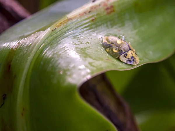 Macro Photographie Scarabée Tortue Couvert Gouttes Pluie Assis Sur Une — Photo