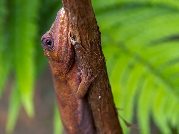 Makrofotografering Brun Gecko Nästan Kamouflerad Gren Fångad Trädgård Nära Staden — Stockfoto