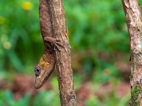 Makrofotografering Brun Gecko Nästan Kamouflerad Gren Fångad Trädgård Nära Staden — Stockfoto