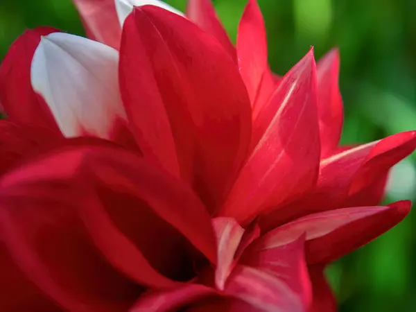 Macro Photography Red White Dahlia Flower Captured Garden Colonial Town — Stock Photo, Image