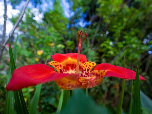 Photo Gros Plan Une Fleur Exotique Tigre Capturé Dans Jardin — Photo