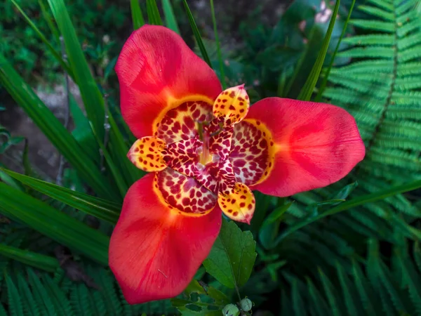 Fotografía Cerca Una Flor Tigre Exótica Capturado Jardín Cerca Del —  Fotos de Stock