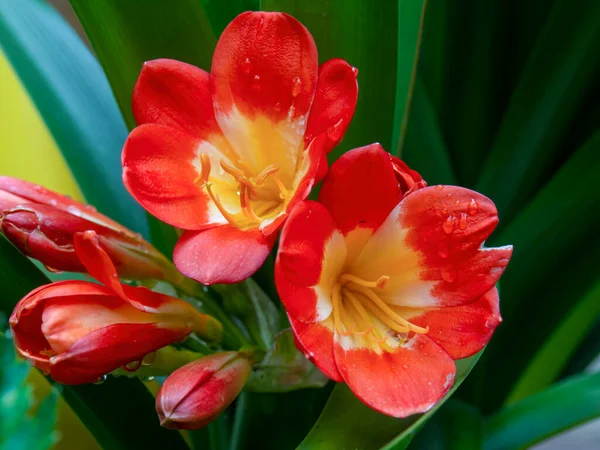 Macro Photographie Fleurs Lis Natales Avec Des Gouttes Pluie Capturées — Photo