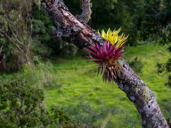 A purple and green tillandsias on a rotten tree, captured in a forest near the town of Arcabuco in the central Andean mountains of Colombia.