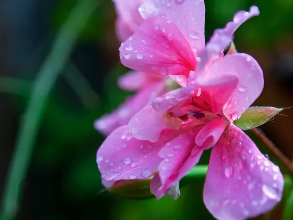 Fotografi Makro Dari Bunga Geranium Merah Muda Dengan Tetes Hujan — Stok Foto