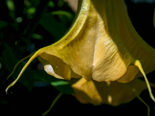 黄色の天使のラッパの花のマクロ写真 コロンビアの中央アンデス山脈のヴィラ レイヴァの植民地時代の町の近くの庭でキャプチャします — ストック写真
