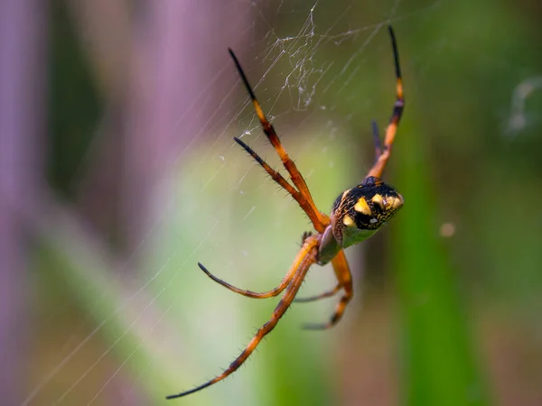 Makro Fotografie Stříbrného Argiopského Zahradního Pavouka Visícího Pavučiny Zahradě Blízkosti — Stock fotografie