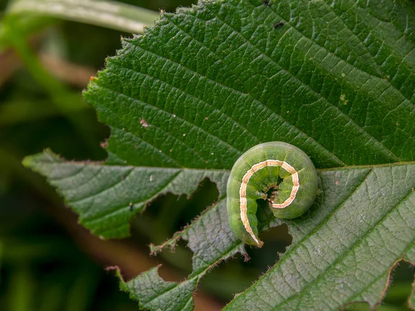 Fotografia Macro Uma Lagarta Verde Listrada Amarela Enrolada Uma Folha — Fotografia de Stock