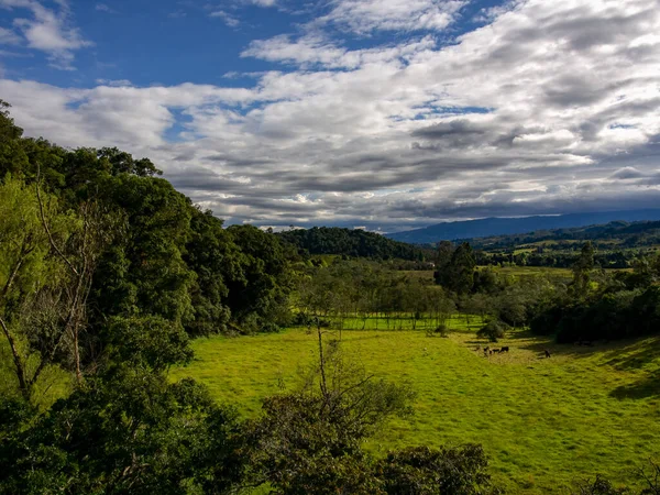 コロンビアの中央アンデス山脈の高地の風景ボヤカ県の町Arcabuco近くのフィールドでいくつかの牛の放牧 — ストック写真