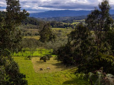 Orta Kolombiya 'nın And Dağları' nın dağlık arazisi. Boyaca Bölgesi 'nin Arcabuco kasabası yakınlarındaki bir tarlada birkaç inek otluyor..
