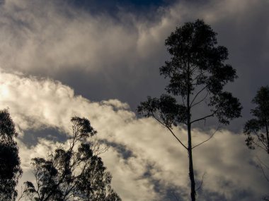 Kolombiya 'nın orta Andena dağlarındaki sömürge kasabası Villa de Leyva yakınlarındaki bir çiftlikte yakalanan bulutlu bir gökyüzüne karşı ağaç gölgesi..