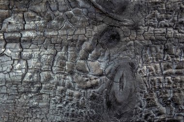 Mantar işaretleri, nem, yangın veya aletlerle üretilen farklı ahşap dokularının makro fotoğrafçılığı.