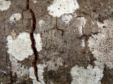 Mantar işaretleri, nem, yangın veya aletlerle üretilen farklı ahşap dokularının makro fotoğrafçılığı.