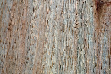 Mantar işaretleri, nem, yangın veya aletlerle üretilen farklı ahşap dokularının makro fotoğrafçılığı.