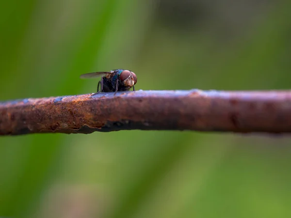 Makrofotografie Einer Stubenfliege Auf Einer Rostigen Rute Aufgenommen Einem Garten — Stockfoto