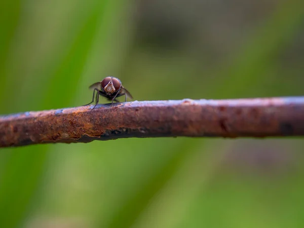 Fotografia Macro Uma Mosca Casa Sobre Uma Haste Enferrujada Capturada — Fotografia de Stock