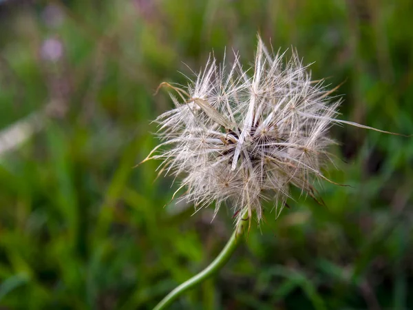 Makro Fotografia Fałszywych Nasion Mniszka Lekarskiego Głowy Zrobione Polu Pobliżu — Zdjęcie stockowe