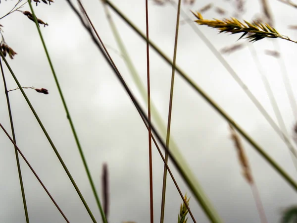 Makrofotografie Einiger Grashalme Vor Bewölktem Himmel Aufgenommen Einem Garten Der — Stockfoto