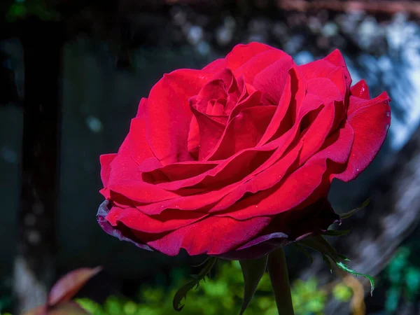 Macro Photography Red Rose Captured Garden Colonial Town Villa Leyva — Stock Photo, Image