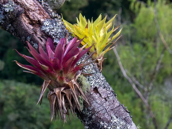 A purple and green tillandsias on a rotten tree, captured in a forest near the town of Arcabuco in the central Andean mountains of Colombia.