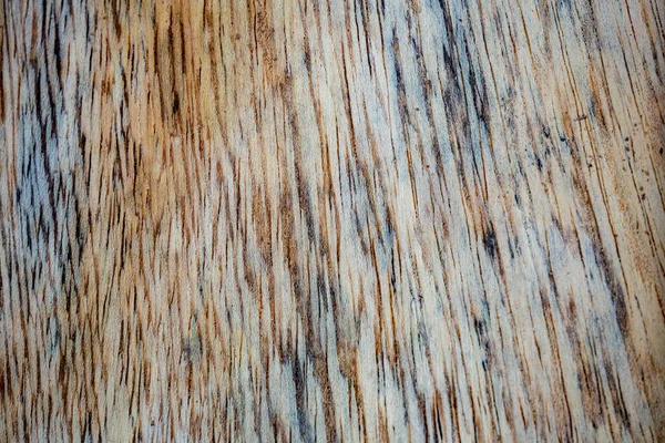 Macro Photography Different Textures Wood Produced Naturally Fungi Marks Humidity — Stock Photo, Image