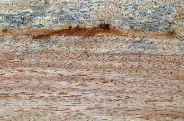 用真菌标记 火或工具自然生成的木材的不同纹理的宏观摄影 — 图库照片