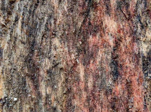 菌類のマーク 火災やツールによって自然に生成された木材の異なるテクスチャのマクロ写真 — ストック写真