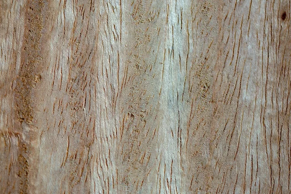 균류의 도구에 자연적으로 생산되는 나무의 질감을 매크로 — 스톡 사진