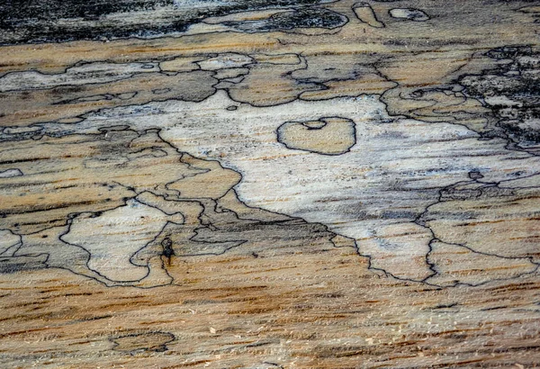 菌類のマーク 火災やツールによって自然に生成された木材の異なるテクスチャのマクロ写真 — ストック写真