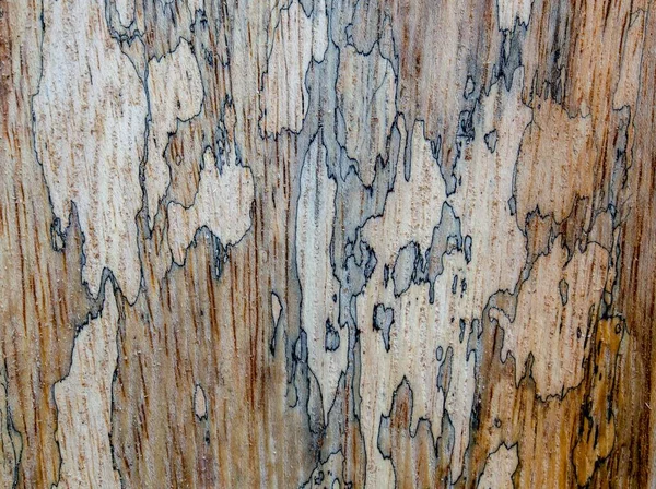 Macro Fotografia Diverse Texture Legno Prodotte Naturalmente Segni Funghi Umidità — Foto Stock