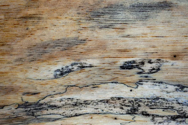 Fotografía Macro Diferentes Texturas Madera Producidas Naturalmente Por Marcas Hongos —  Fotos de Stock