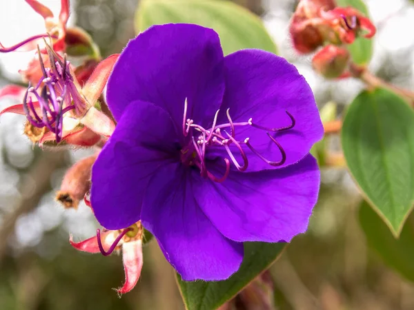 Fotografia Macro Uma Flor Príncipes Andinos Capturada Nos Andes Centrais — Fotografia de Stock