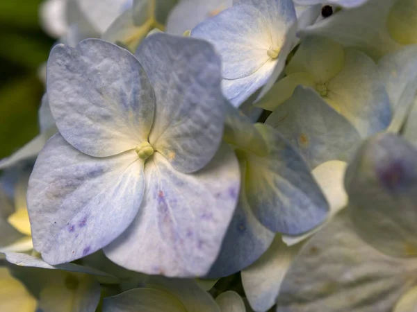 Fotografía Macro Algunas Flores Hortensia Capturadas Jardín Cerca Del Pueblo —  Fotos de Stock