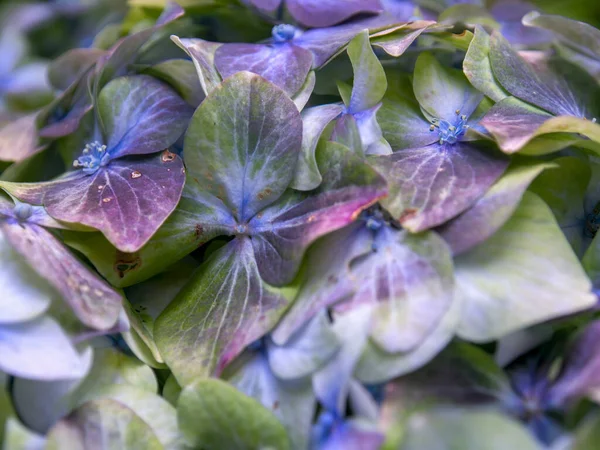 Fotografía Macro Algunas Flores Hortensia Capturadas Jardín Cerca Del Pueblo —  Fotos de Stock