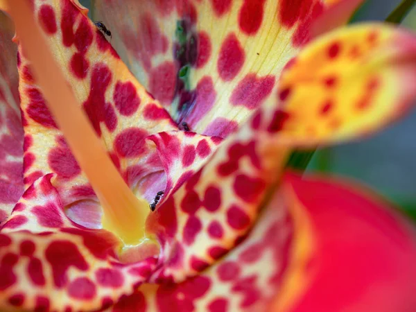 Macro Photographie Une Fleur Exotique Tigre Avec Des Fourmis Dessus — Photo