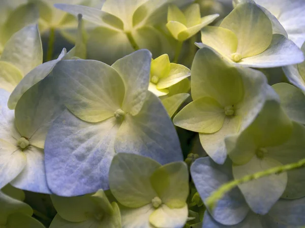 Fotografía Macro Algunas Flores Hortensia Capturadas Jardín Cerca Del Pueblo —  Fotos de Stock