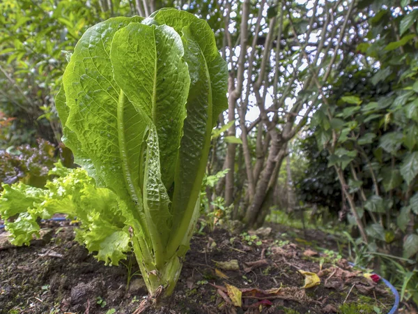 Close-up photography of a Roman lettuce plant, captured at a garden near the town of Arcabuco in central Colombia.