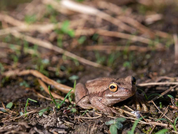 개구리가 아침에 모습입니다 콜롬비아 중부에 근처의한 정원에서 붙잡혔다 — 스톡 사진