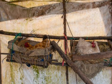 Kolombiya 'nın orta kesimindeki Arcabuco kasabasının yakınındaki bir çiftlikte yakalanmış, ahşap bir direğe asılmış iki kır tavuğu..
